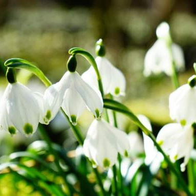 Der Frühling kommt bald
